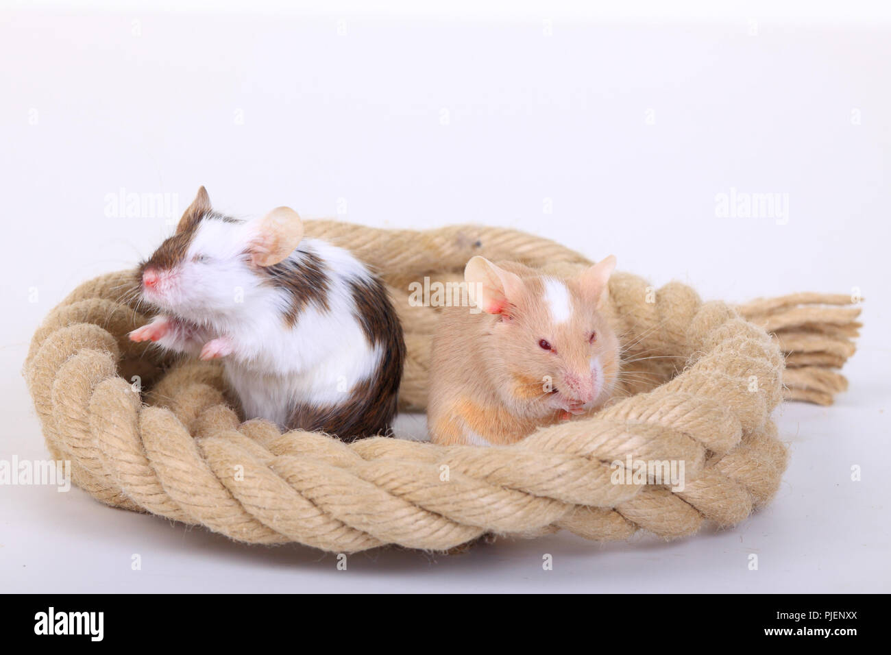 Colour mouse, mush musculus, to plays with rope, ,, Farbmaus, Mus