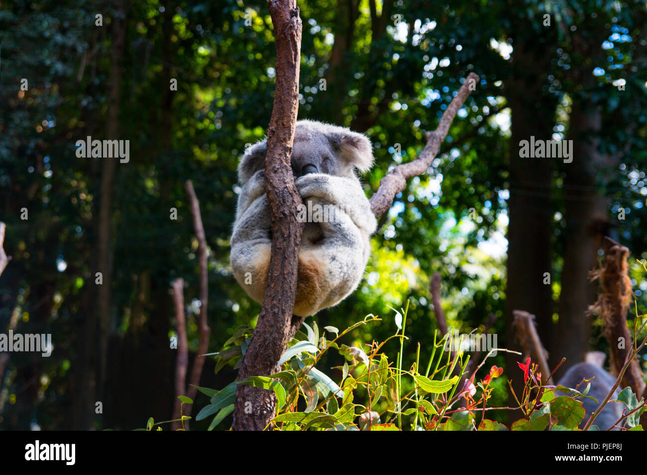Cute Koala bear on the tree limbs, grey fur koala is relaxing on the limp, Native Australian Animal Stock Photo