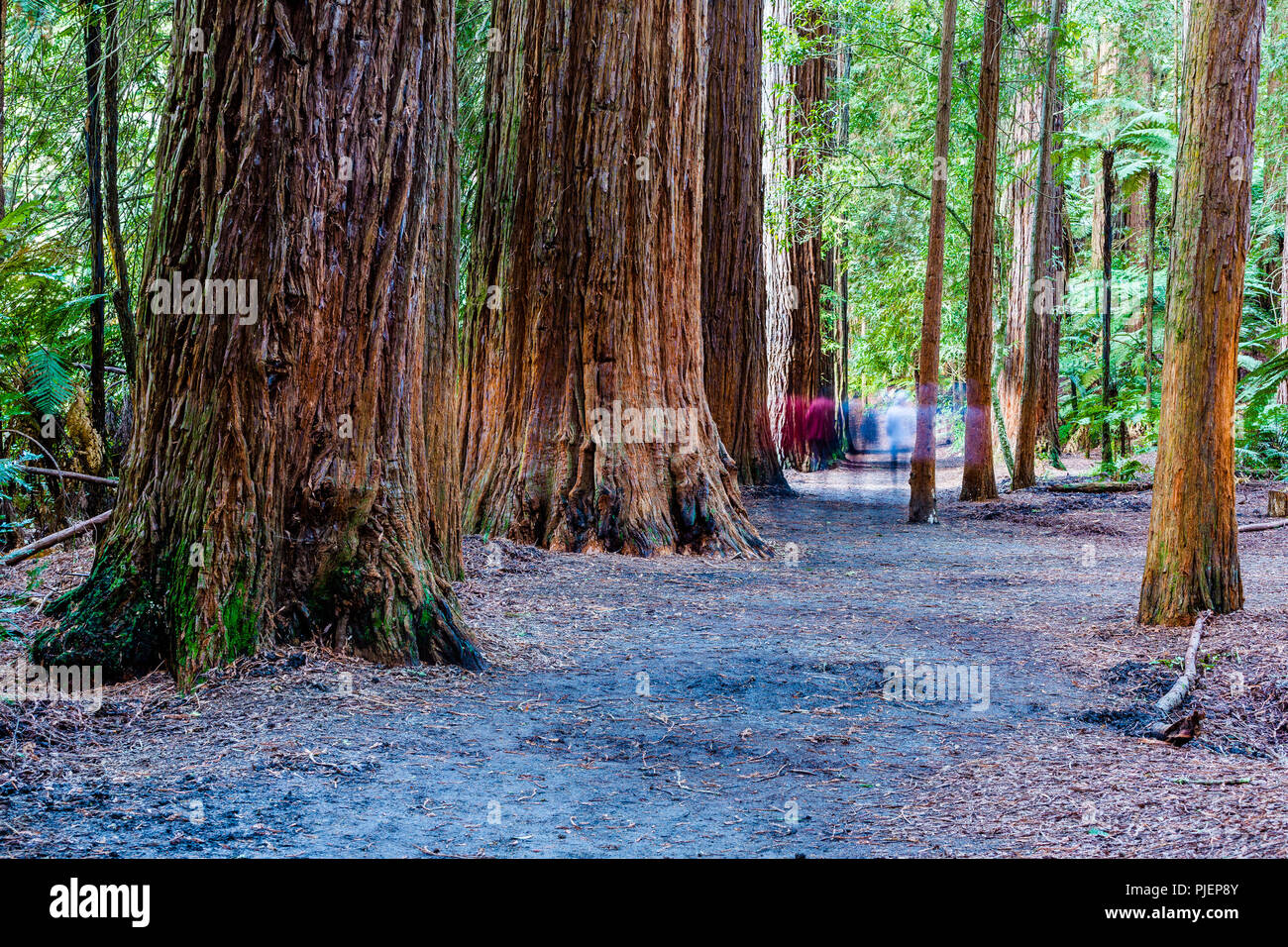 Rotorua Redwoods Forest - Riding and walking trails Stock Photo