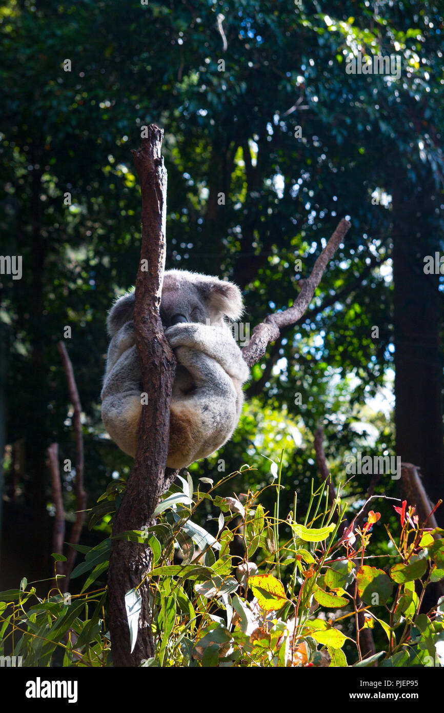 Native animal of Australia, Koala bear is resting and sleeping on the wooden tree limbs, green wild Australian conservation forrest around Stock Photo