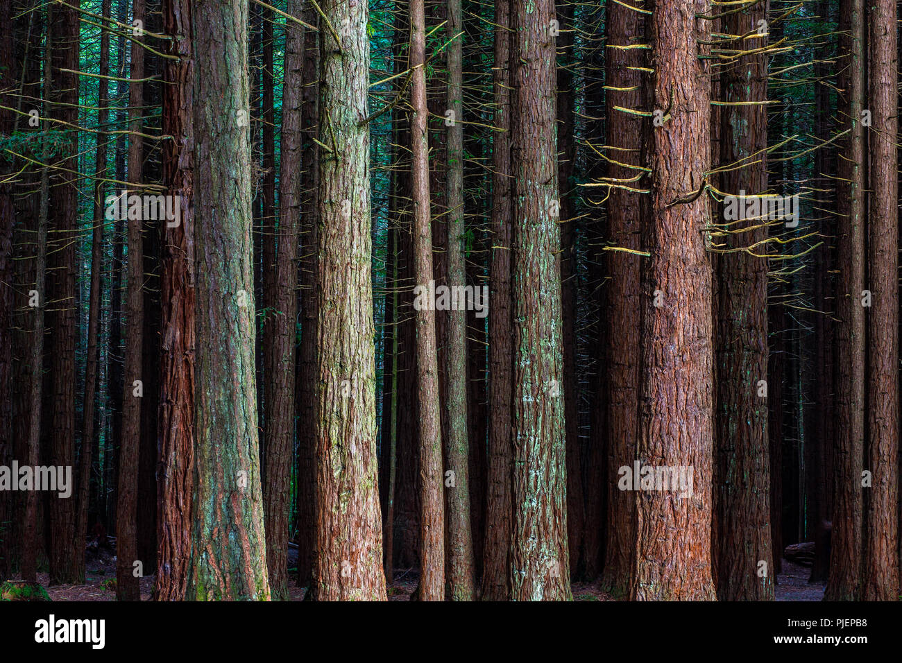 Rotorua Redwoods Forest - Riding and walking trails Stock Photo