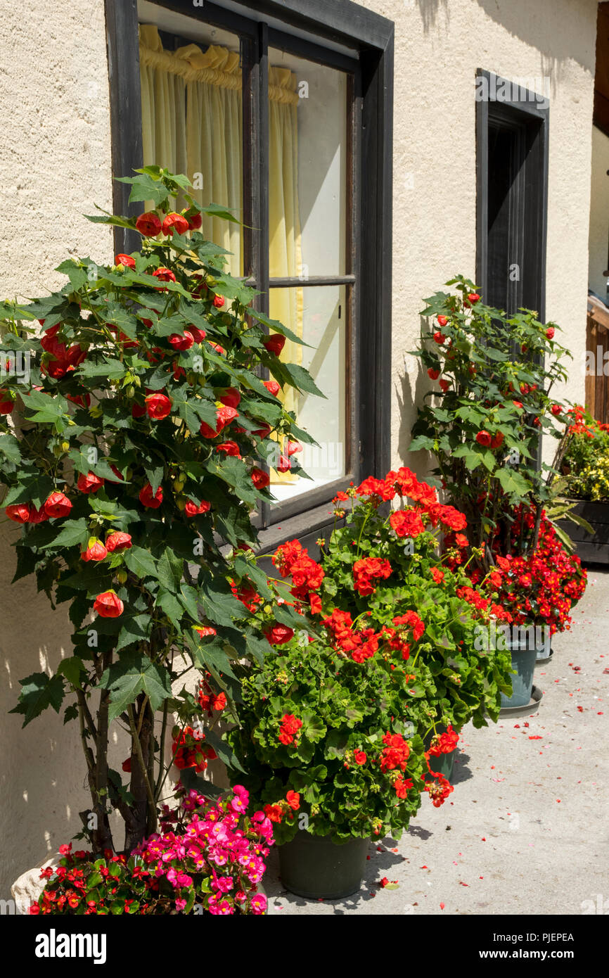Plants in pots in front of a house Stock Photo - Alamy