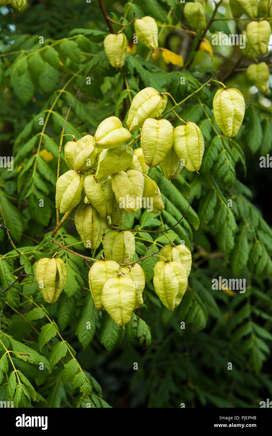 The soft green seed pods of Koelreuteria paniculata Stock Photo Alamy