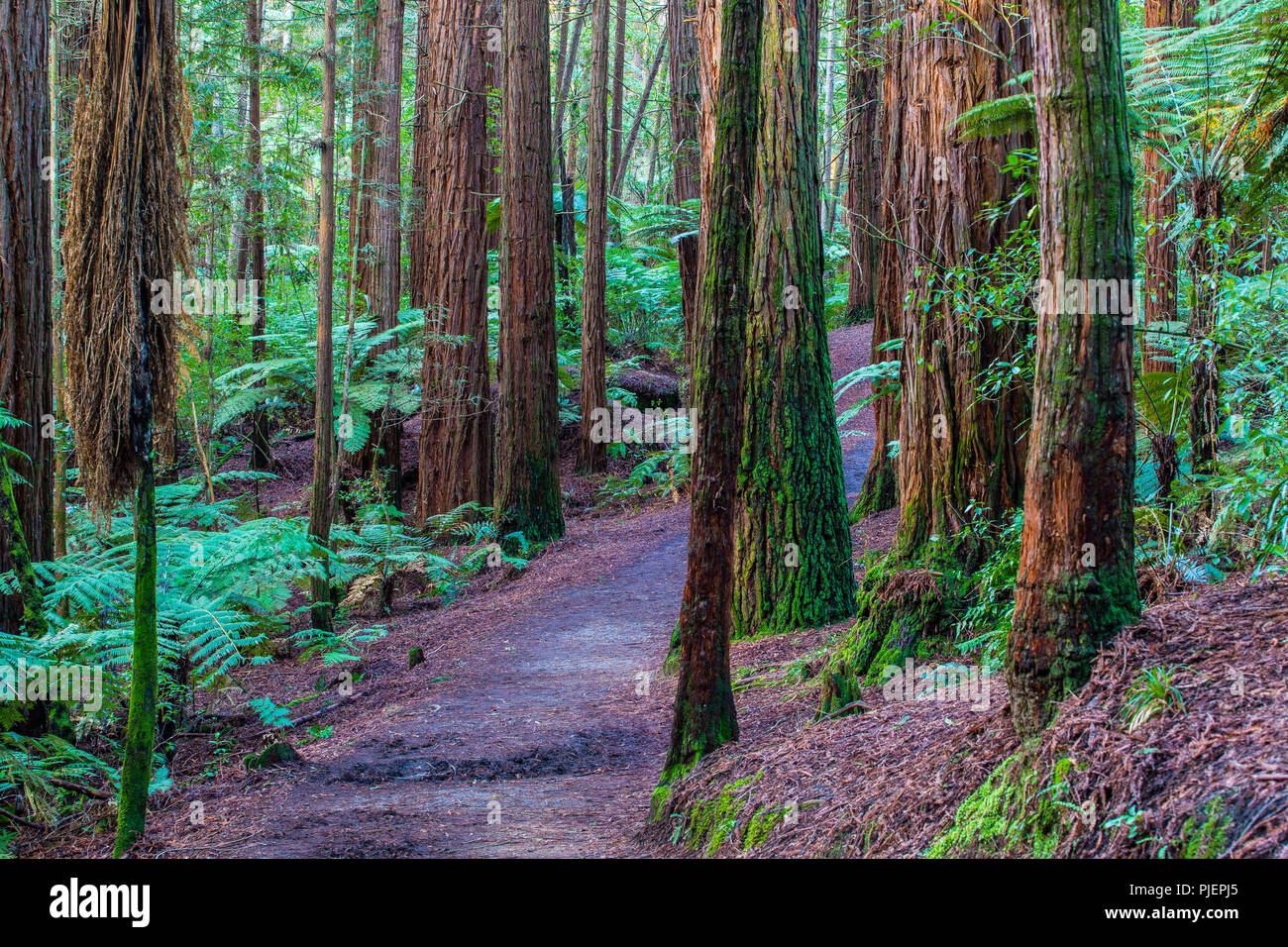 Rotorua Redwoods Forest - Riding and walking trails Stock Photo