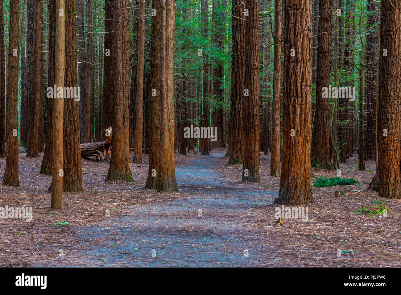 Rotorua Redwoods Forest - Riding and walking trails Stock Photo