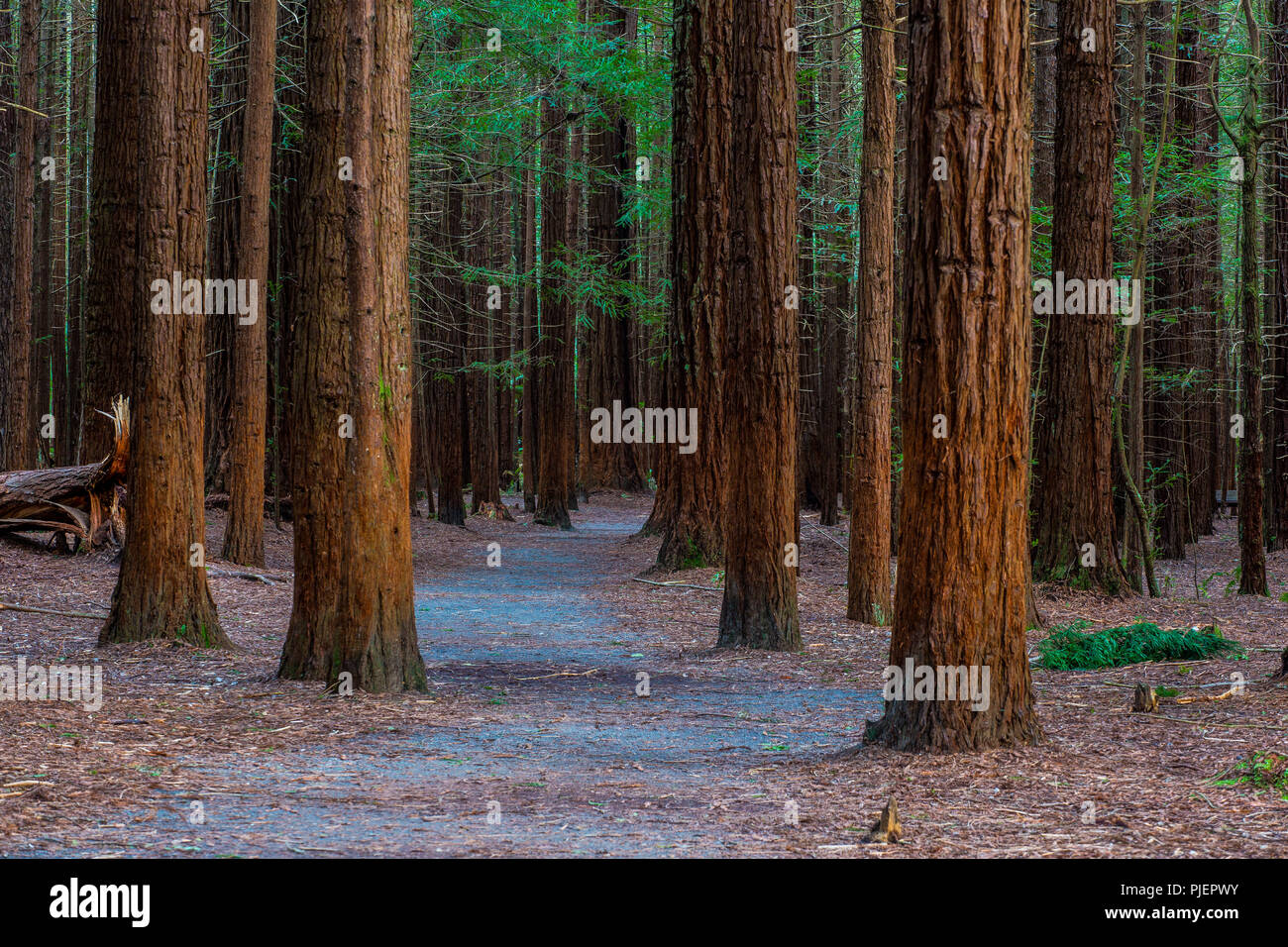 Rotorua Redwoods Forest - Riding and walking trails Stock Photo