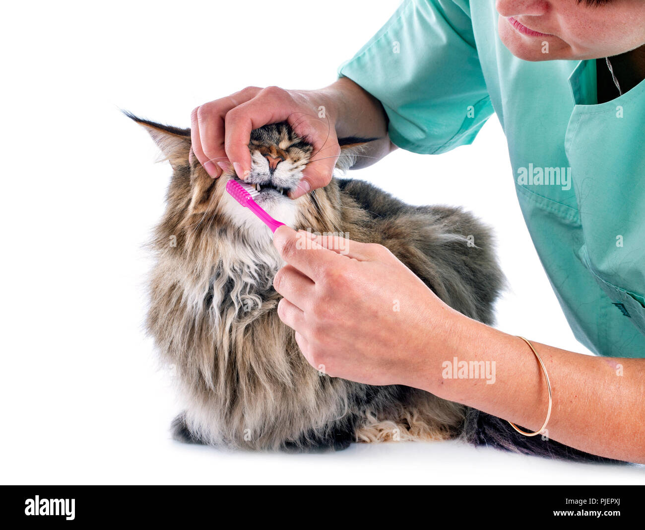 a vet brushing the teeth of a cat in studio Stock Photo Alamy