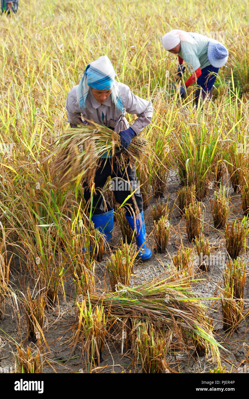 Harvesting rice by hand hires stock photography and images Alamy