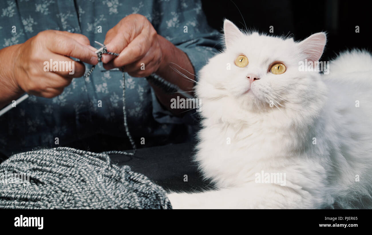 Grandmother knitting scarf hires stock photography and images Alamy