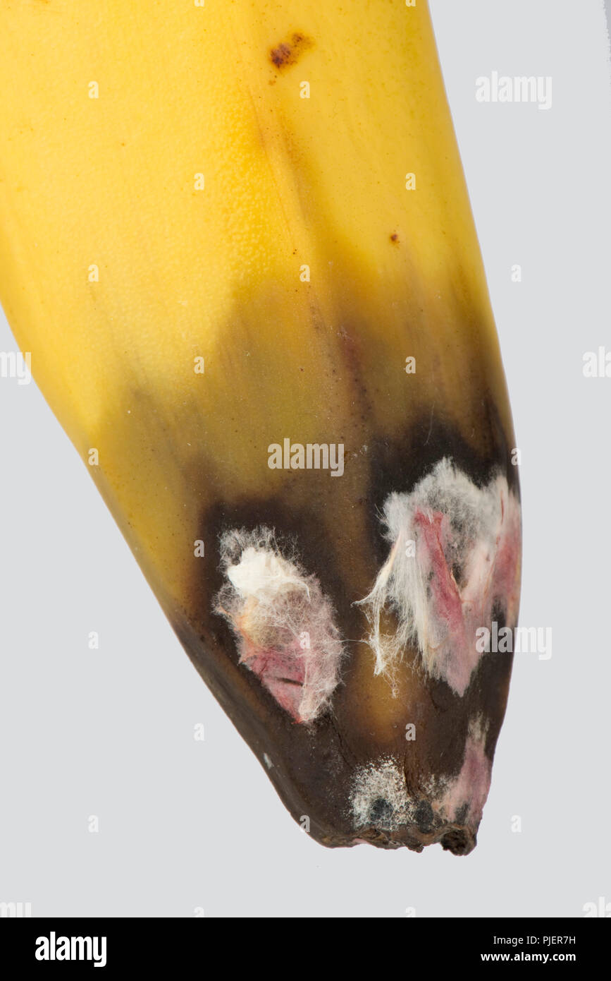 A post-harvest storage rot at the flower end of a banana fruit, pink ...