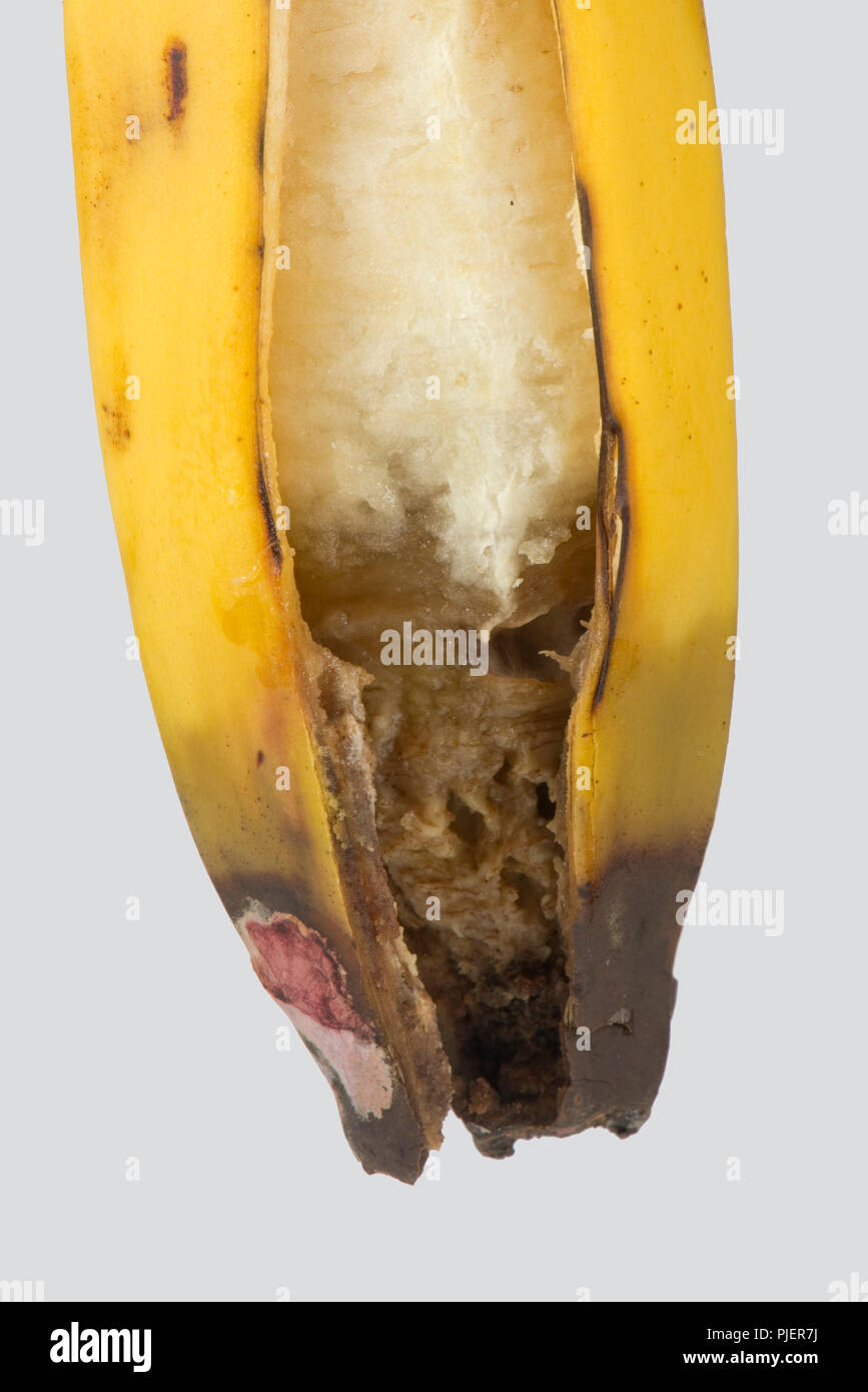 A post-harvest storage rot at the flower end of a banana fruit, pink and white mould with rotting flesh Stock Photo