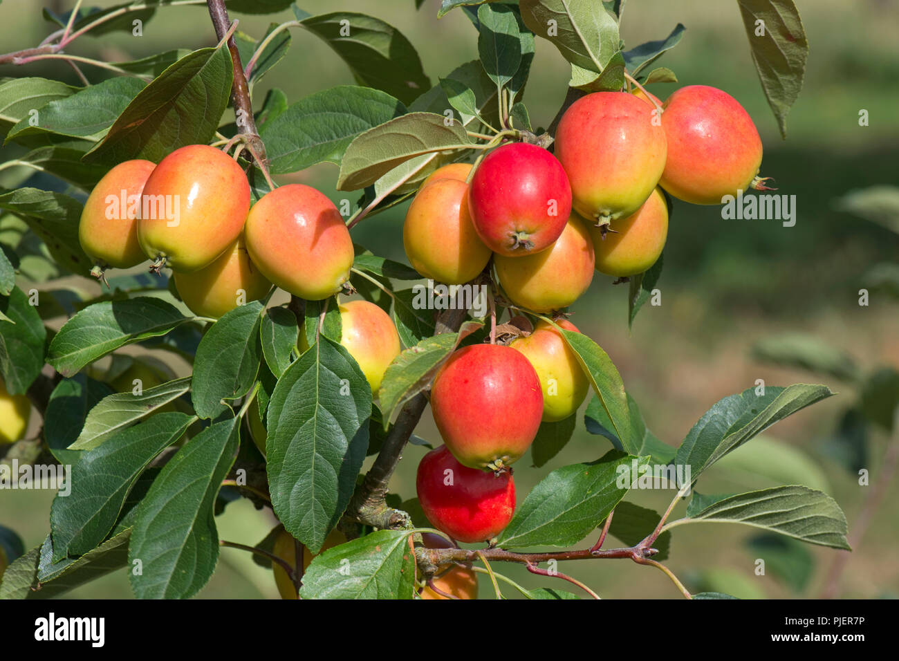 Crab apple, Malus 'John Downie', with red, orange-yellow ovoid fruit on the tree, Berkshire, August Stock Photo
