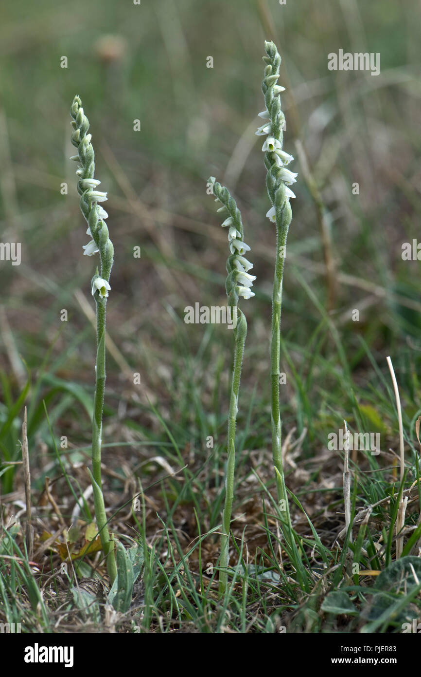 Autumn lady's tresses, a small orchid with white flowers on Greenham Common, Berkshire, September Stock Photo