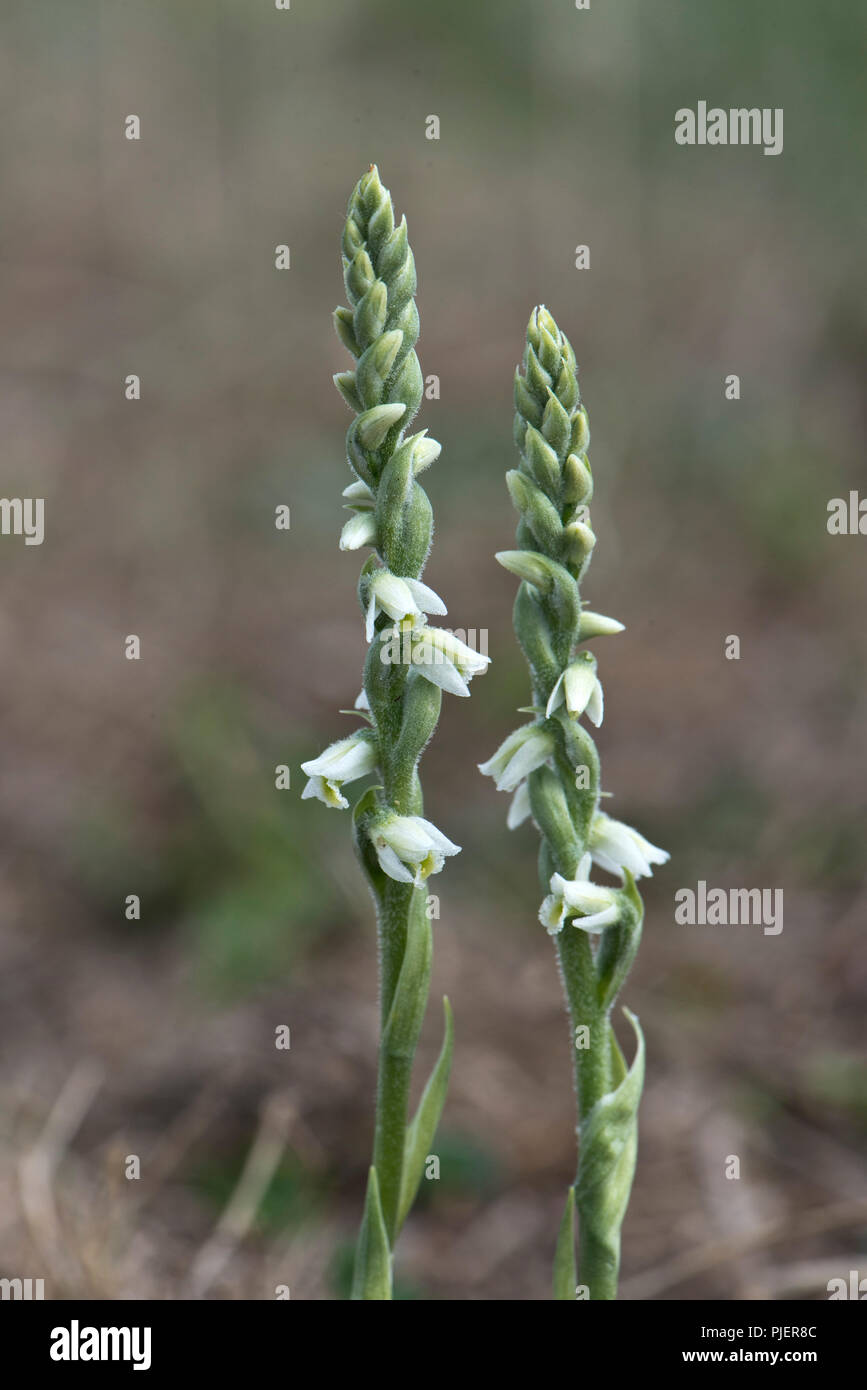 Autumn lady's tresses, a small orchid with white flowers on Greenham Common, Berkshire, September Stock Photo