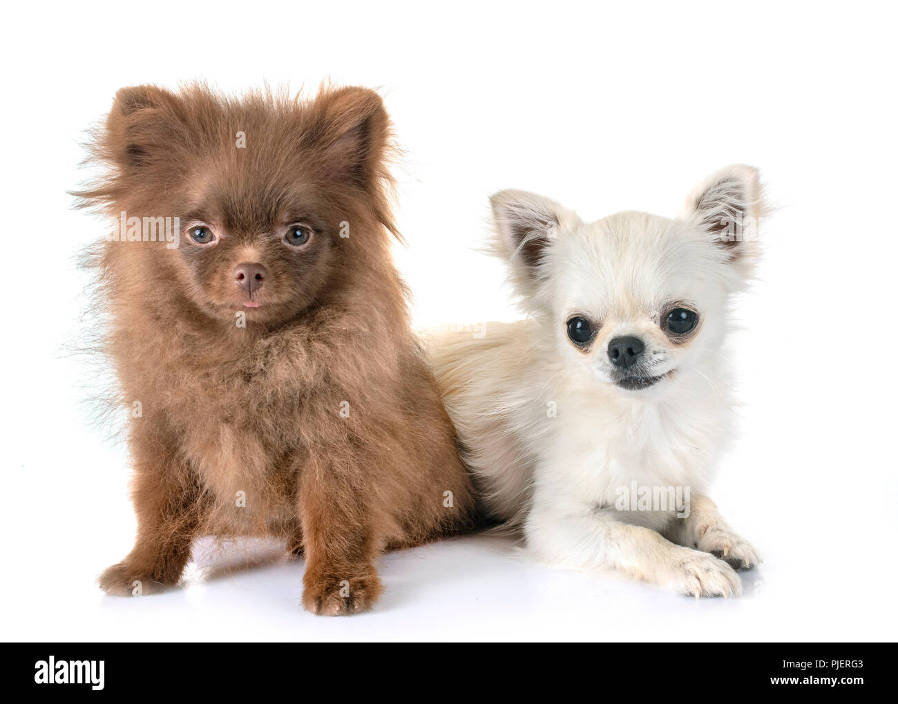 Pomeranian chihuahua hi res stock photography and images Page 3
