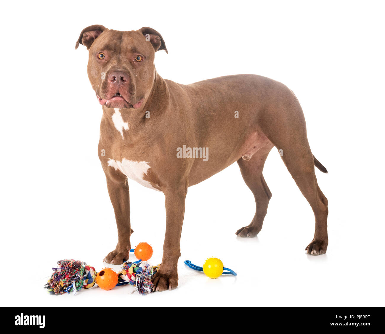 pitbull red nose in