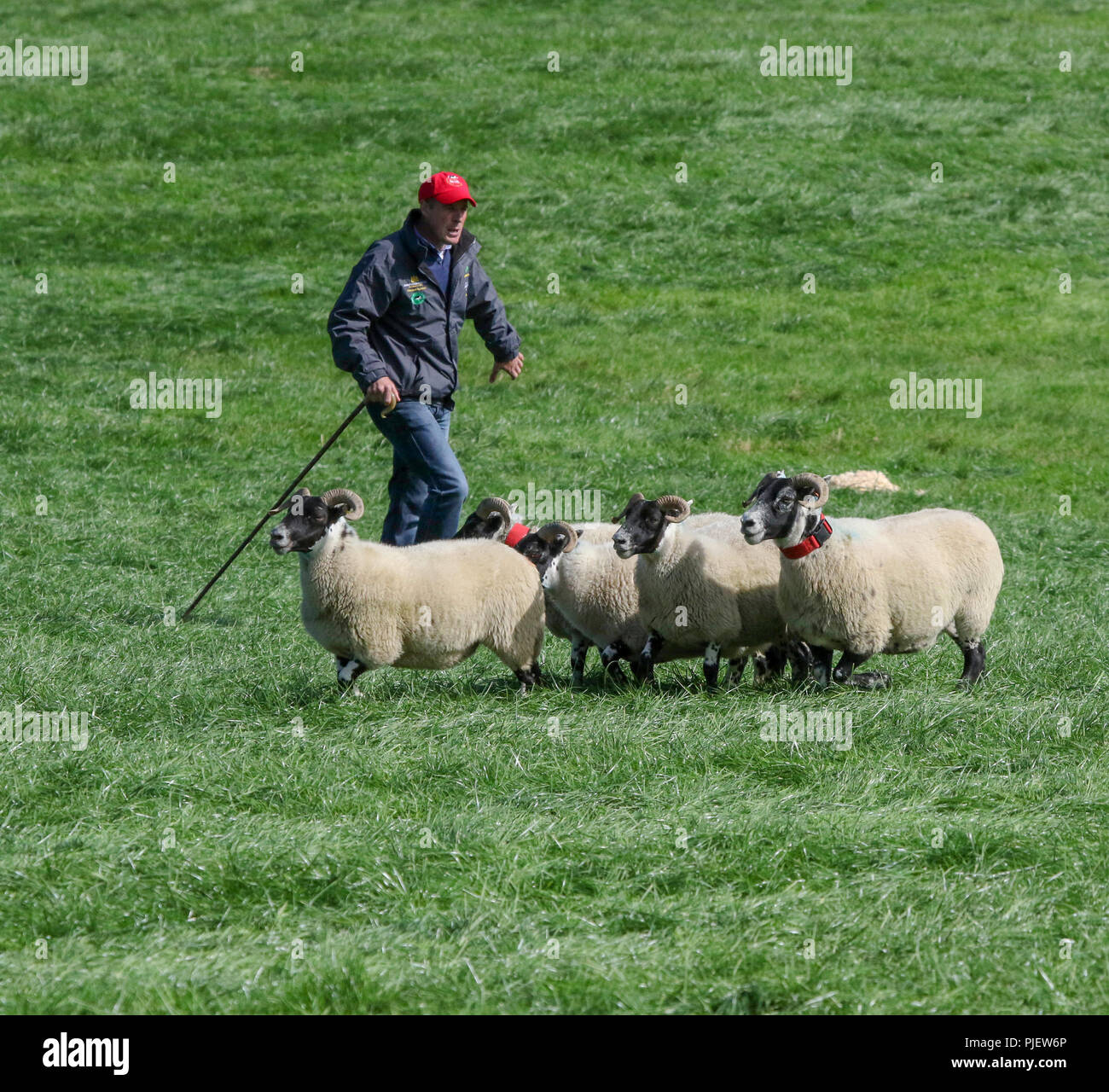 Why Are Sheep Scared Of Dogs