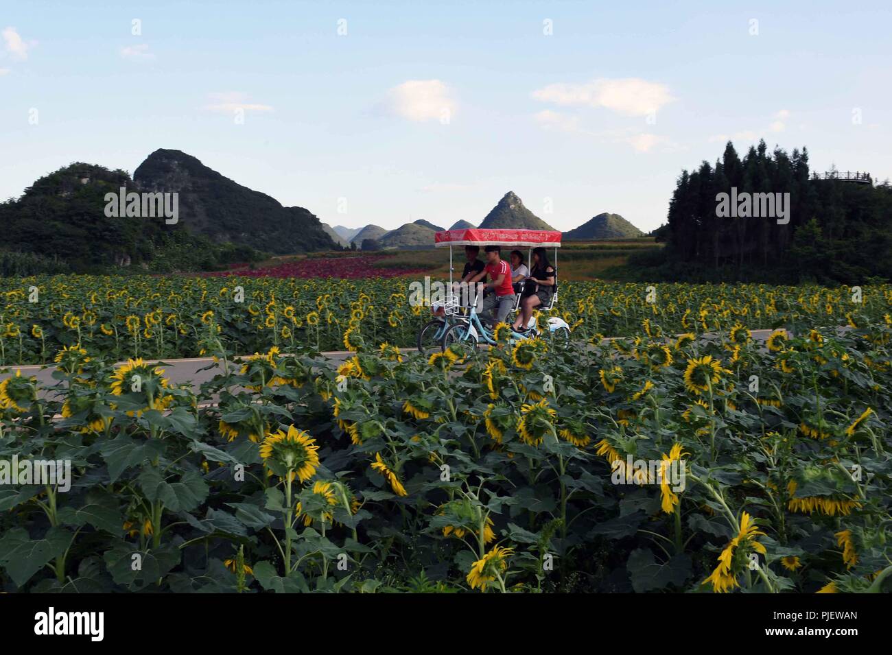 Luoping, China's Yunnan Province. 5th Sep, 2018. Visitors tour round colorful flower fields in Luoping County, southwest China's Yunnan Province, Sept. 5, 2018. Colorful flower fields of 200 hectares are created by the local government in Luoping County to boost tourism development. Credit: Yang Zongyou/Xinhua/Alamy Live News Stock Photo