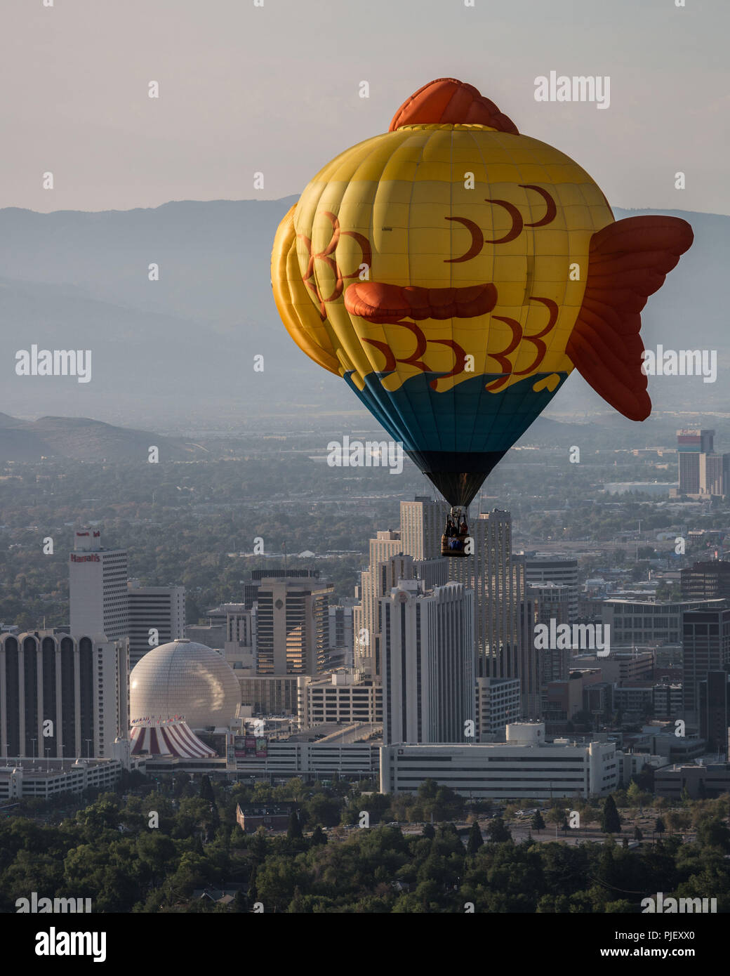 Reno, Nevada, USA. 6th Sep, 2018. Thursday, September 6, 2018.Sushi, a