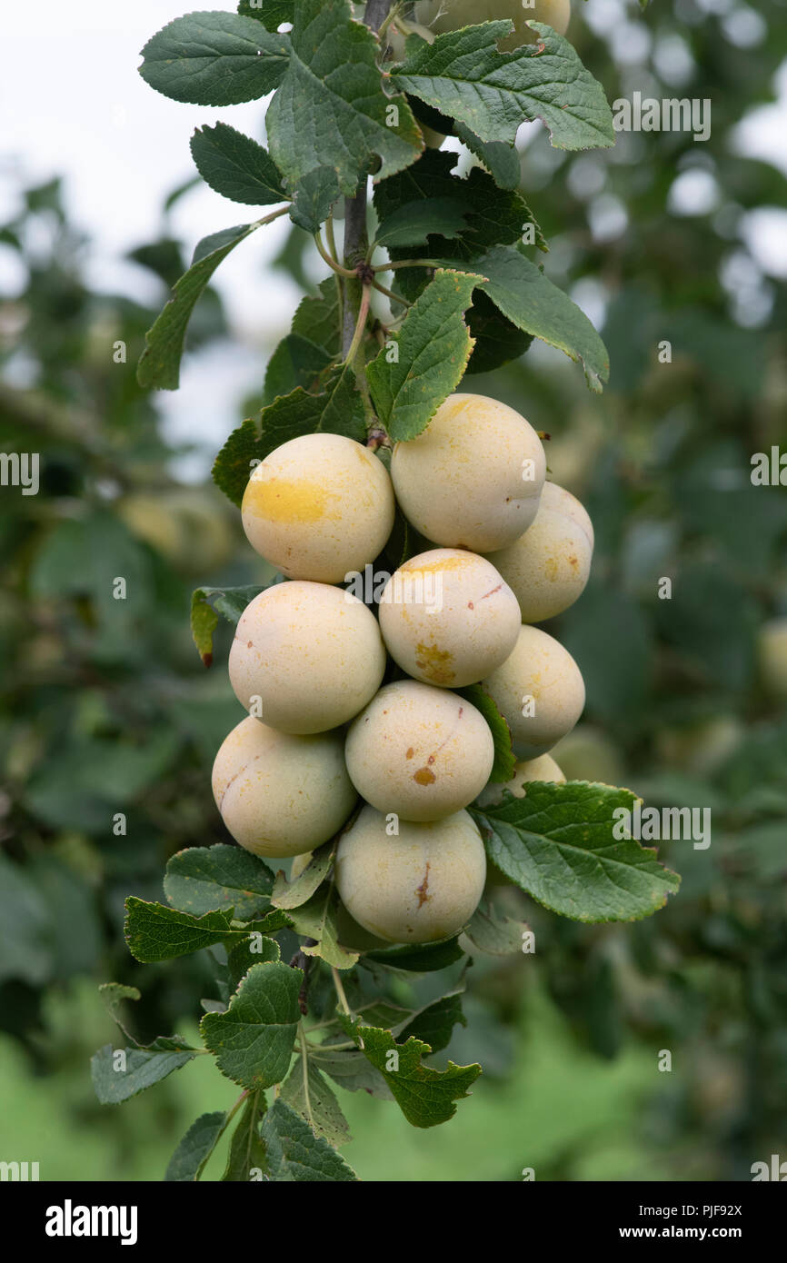 Ripe damsons growing tree hires stock photography and images Alamy