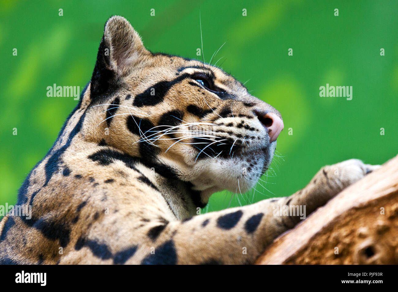 Levhart / Neofelis nebulosa / Clouded leopard Stock Photo