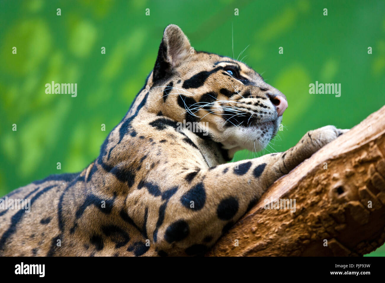 Levhart / Neofelis nebulosa / Clouded leopard Stock Photo