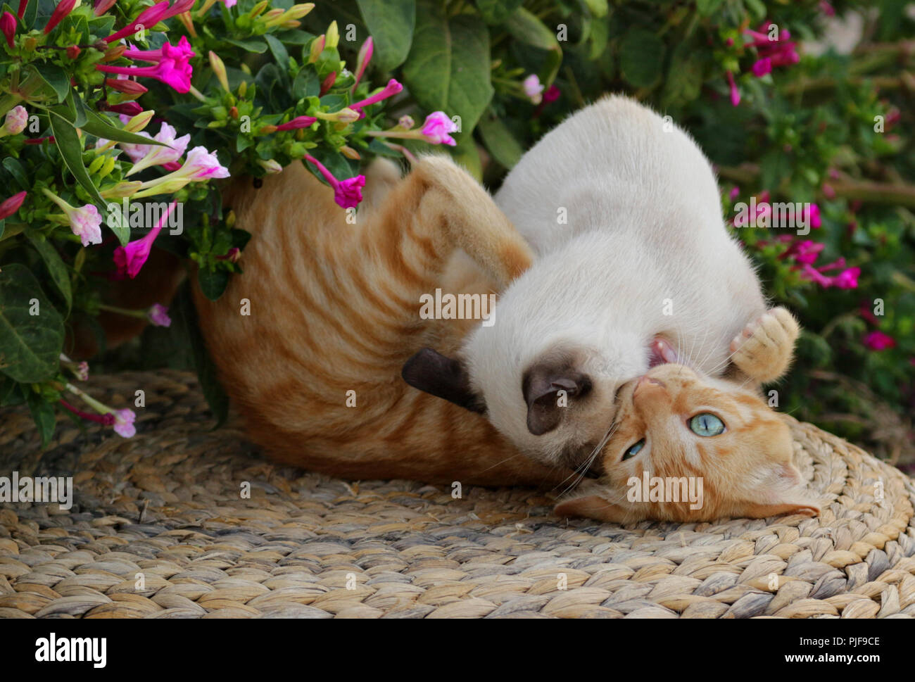 two cats fighting, ginger and seal point Stock Photo
