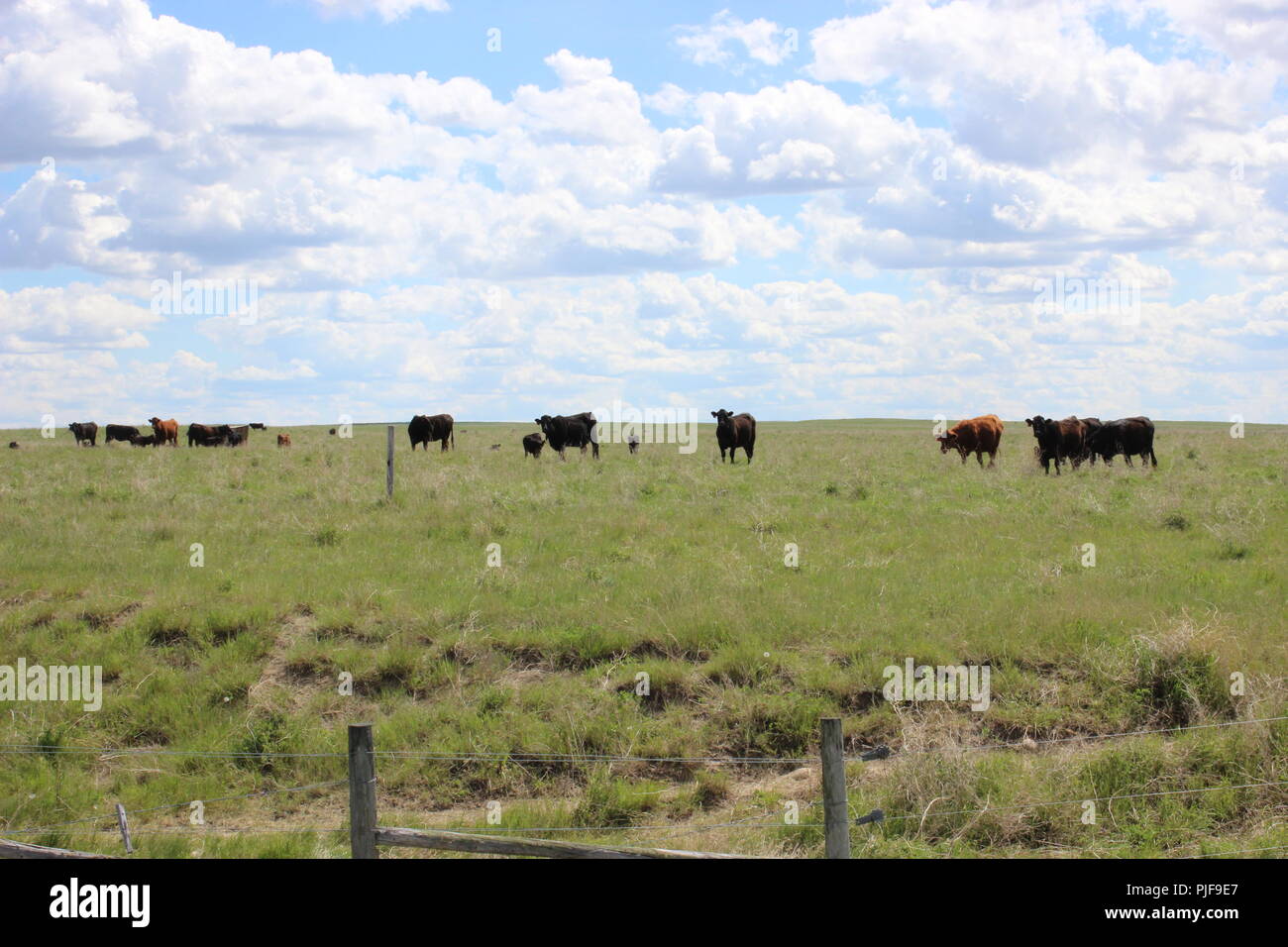 Beef cows grazing in field Stock Photo