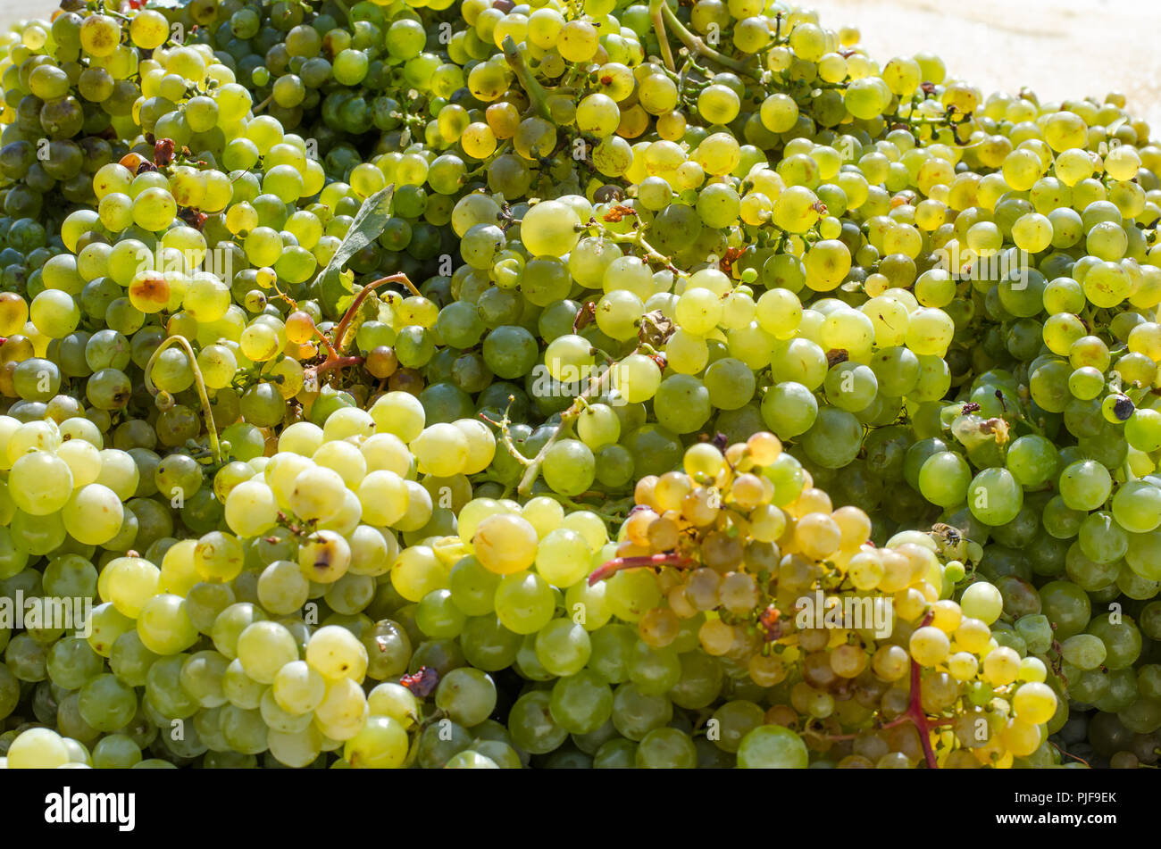 cluster of green healthy ripe grapes after harvesting Stock Photo Alamy