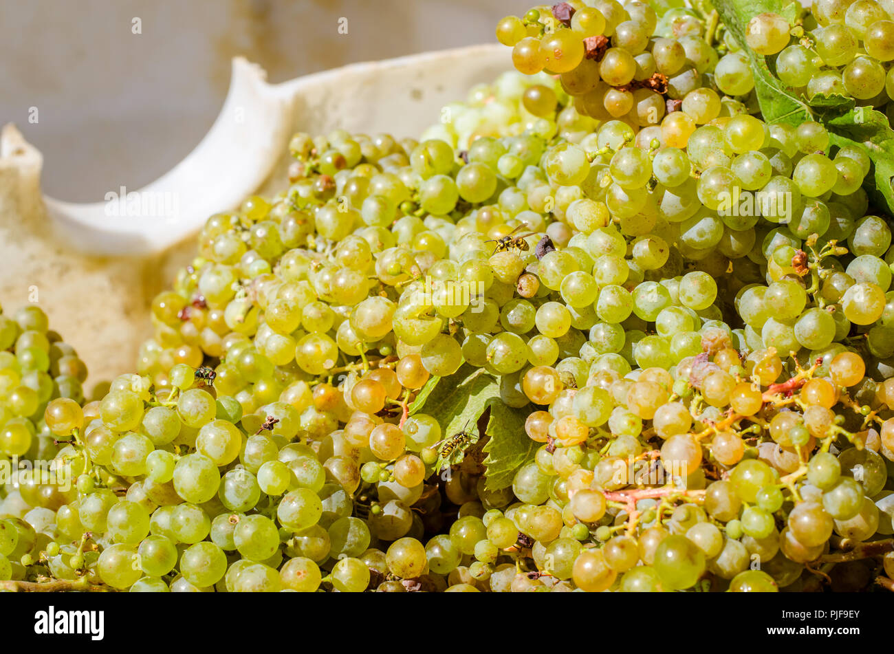 cluster of green healthy ripe grapes after harvesting Stock Photo Alamy