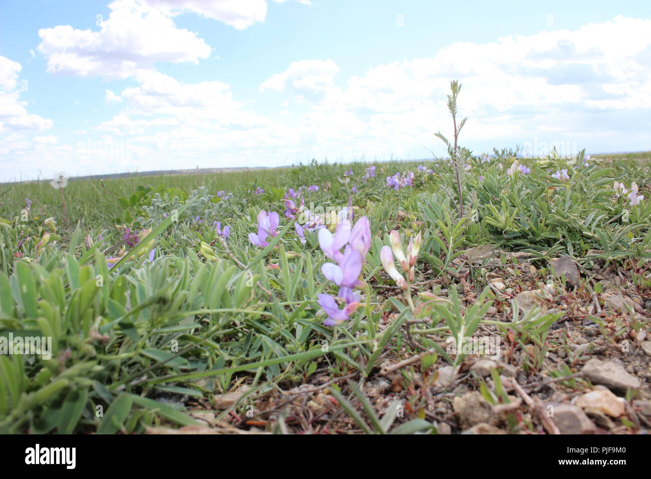 Wildflowers bees hi-res stock photography and images - Alamy