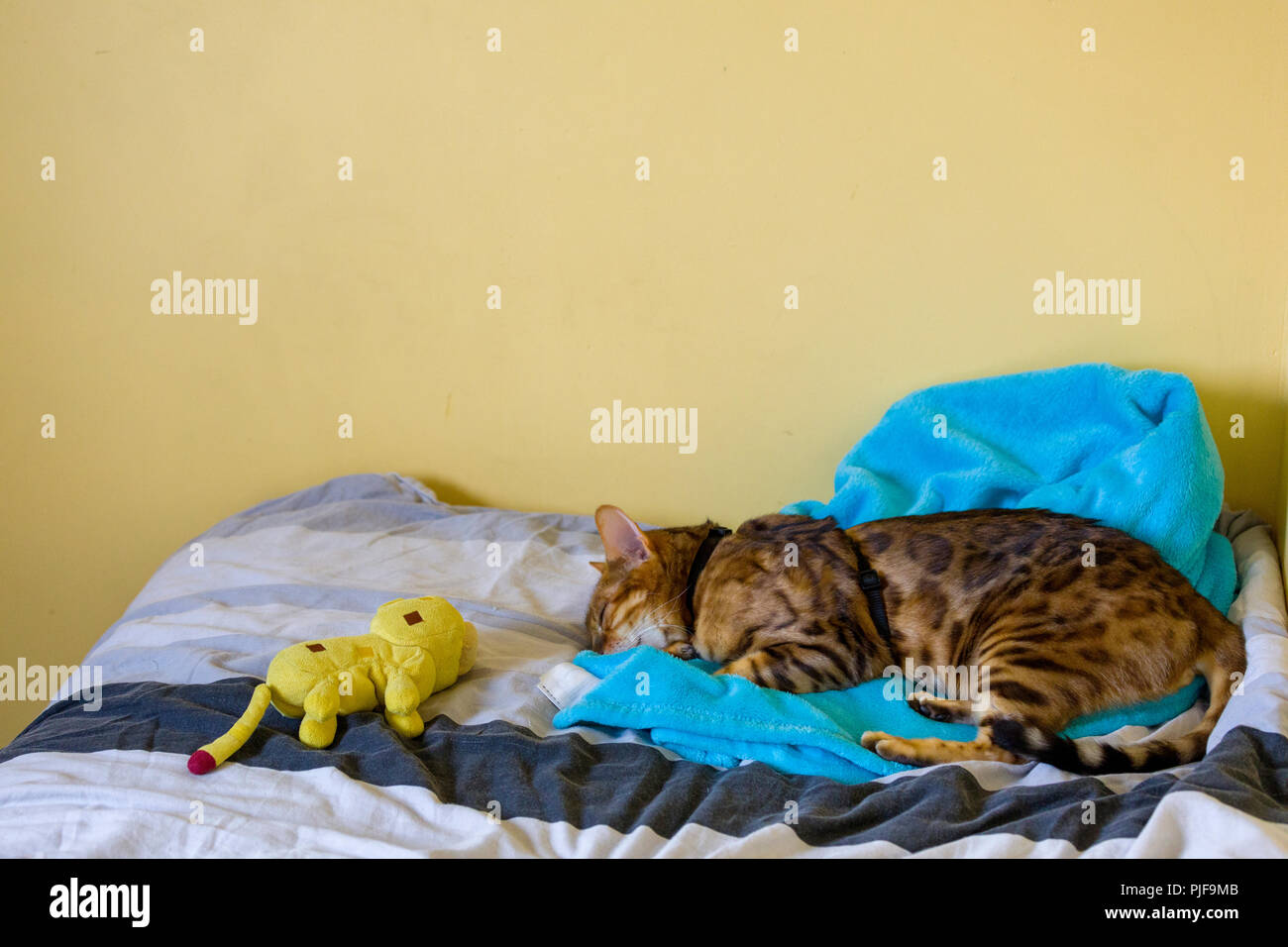 stuffed bengal cat