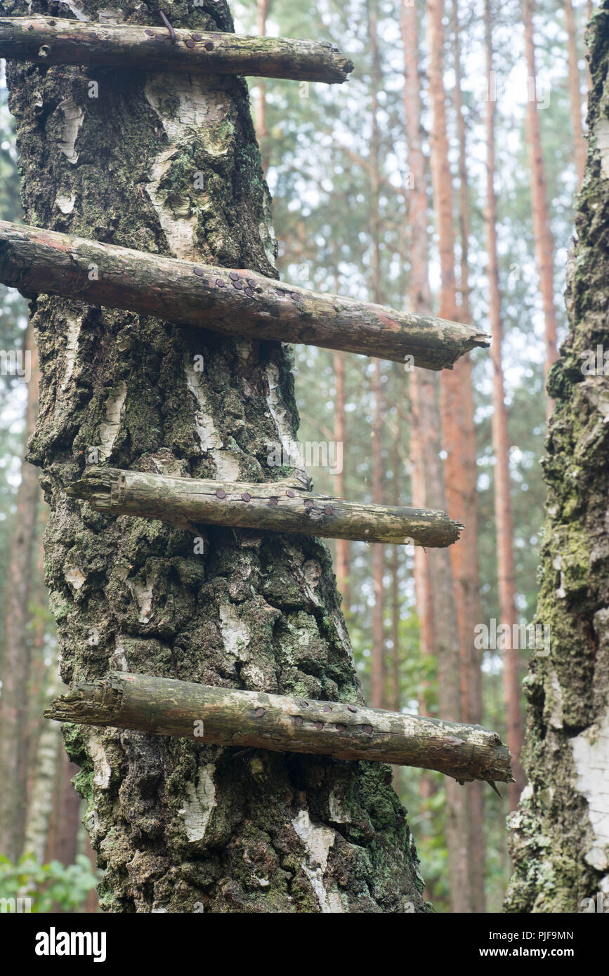 sticks nailed on tree forming a ladder Stock Photo
