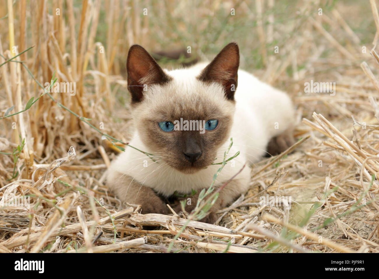 Classic siamese cat seal point hi-res stock photography and images - Alamy