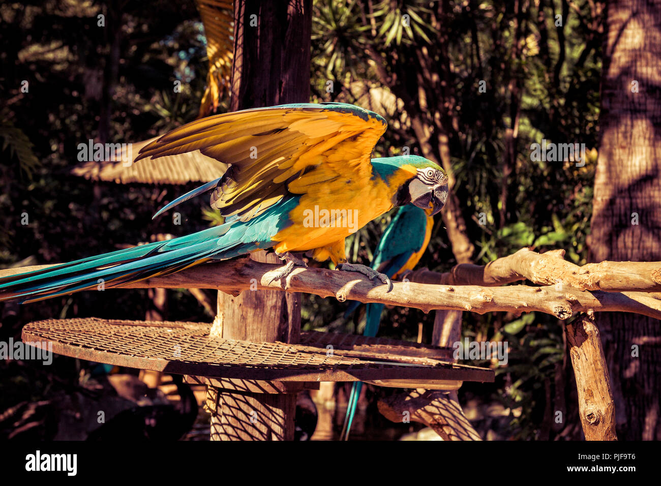 Tropical Wings Zoo Hi res Stock Photography And Images Alamy tropical-wings-zoo-hi-res-stock-photography-and-images-alamy