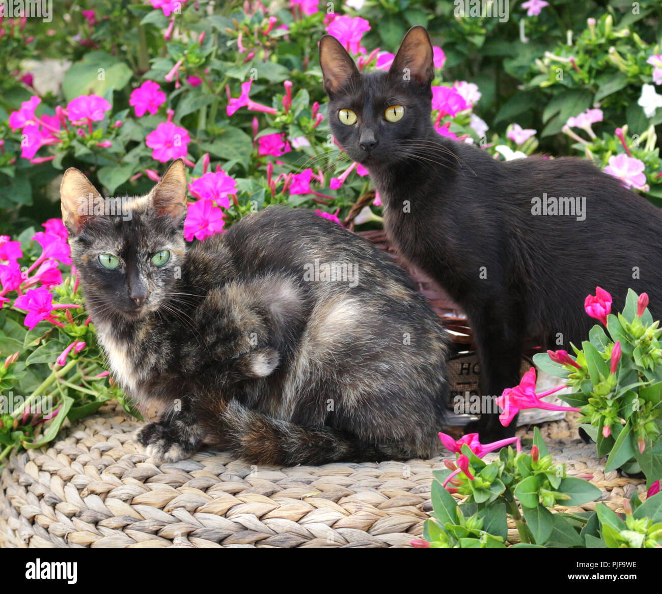 Two domestic cats, tortie and black, between flowers Stock Photo