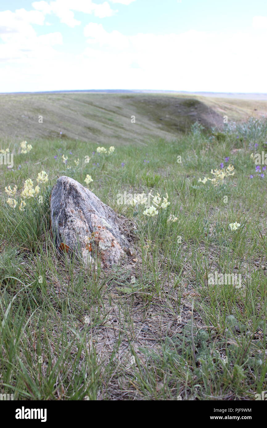 Discover wildflowers hi-res stock photography and images - Alamy