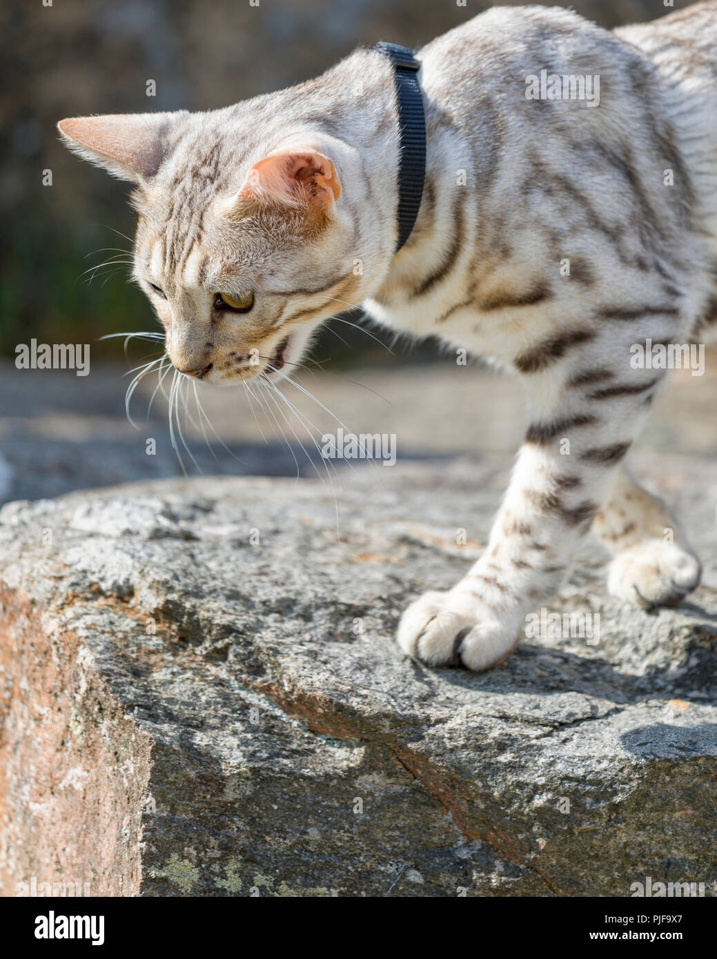 Beautiful male silver Bengal cat kitten portrait outdoors Stock Photo