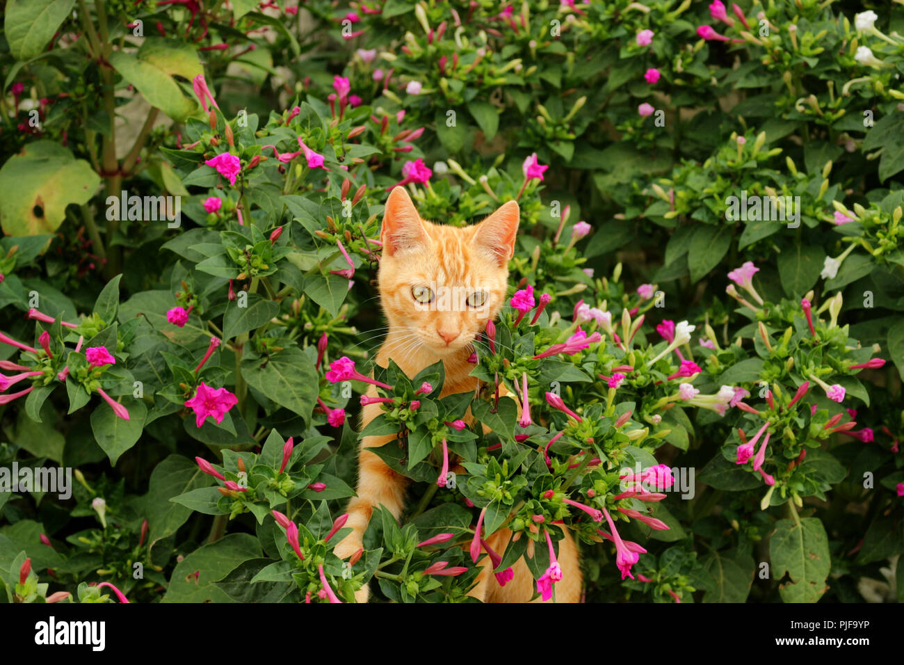ginger cat Stock Photo