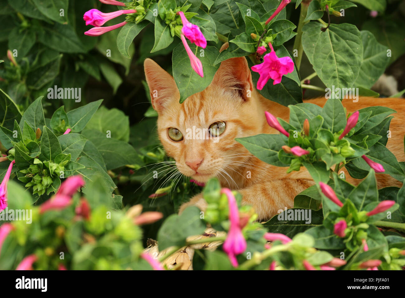 ginger cat Stock Photo