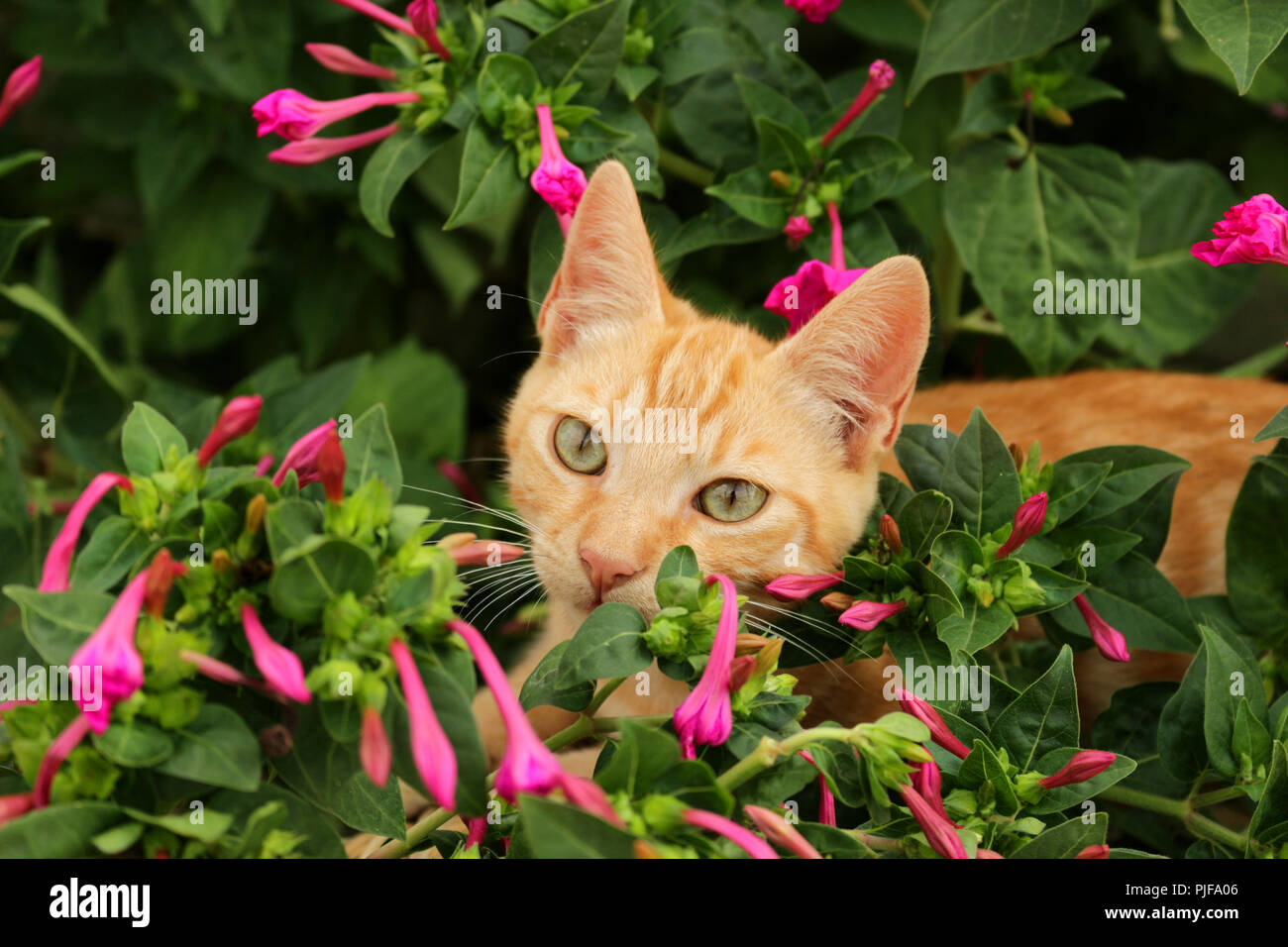 ginger cat Stock Photo