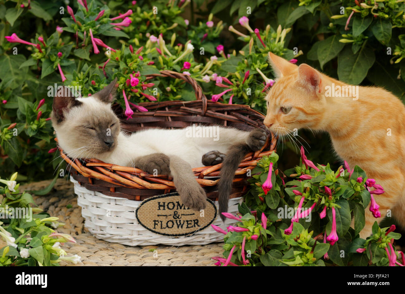 sleeping thai cat and a ginger cat Stock Photo