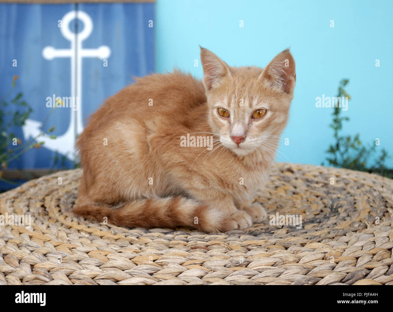 ginger cat Stock Photo