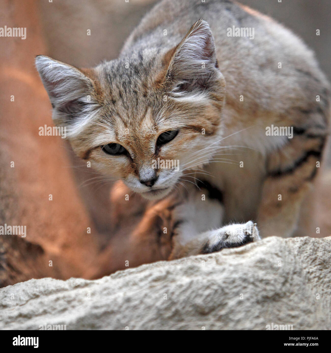 Sand cat (Felis margarita), also known as the sand dune cat Stock Photo