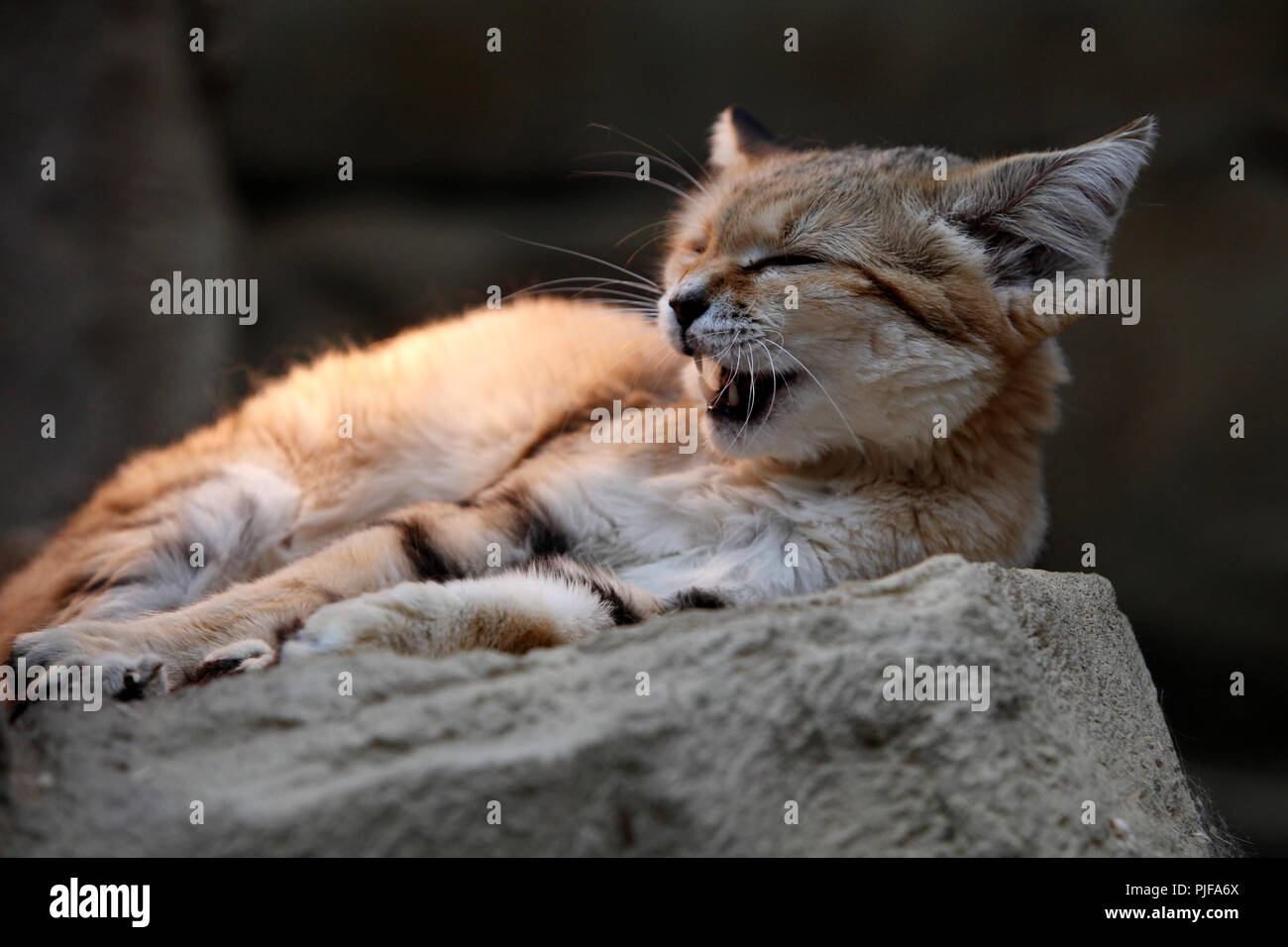 Sand cat (Felis margarita), also known as the sand dune cat Stock Photo Alamy