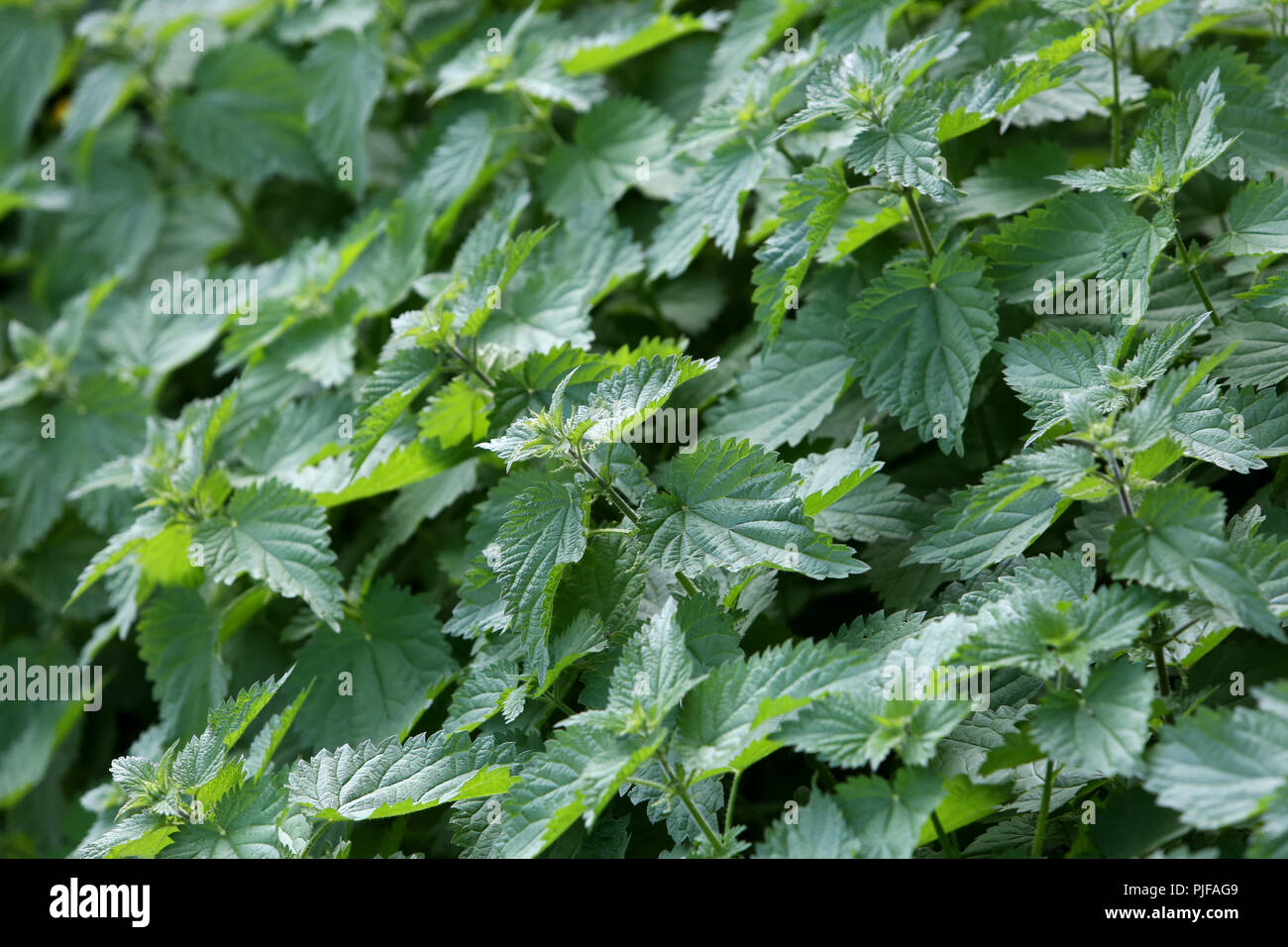 A large area of Common Nettles also known as Stinging Nettles in a car park in Bognor Regis, West Sussex, UK. Stock Photo
