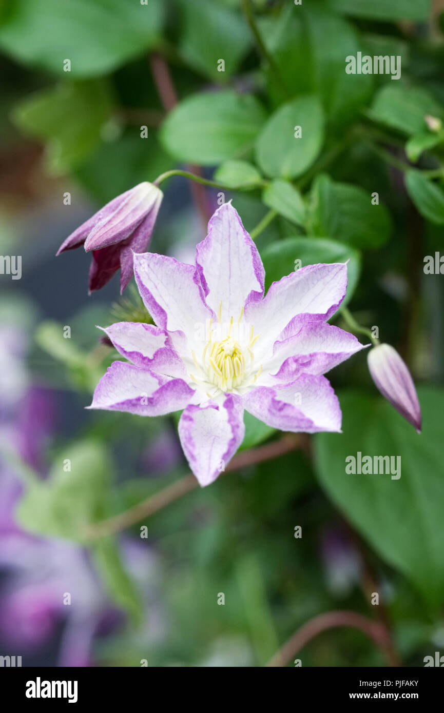 Clematis 'Lucky Charm' flower. Stock Photo