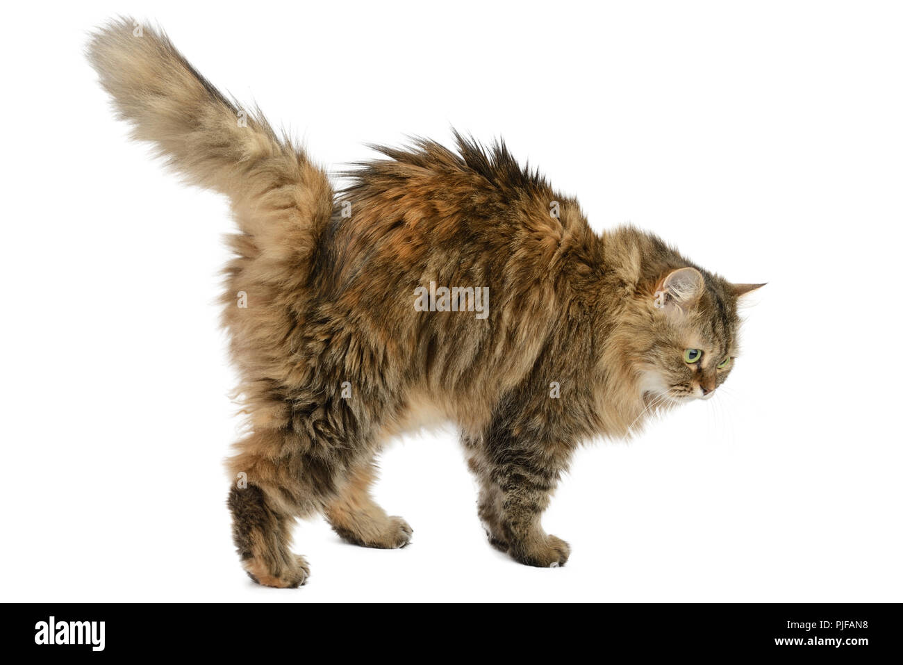 Fluffy angry cat isolated on white background. Side view. Stock Photo