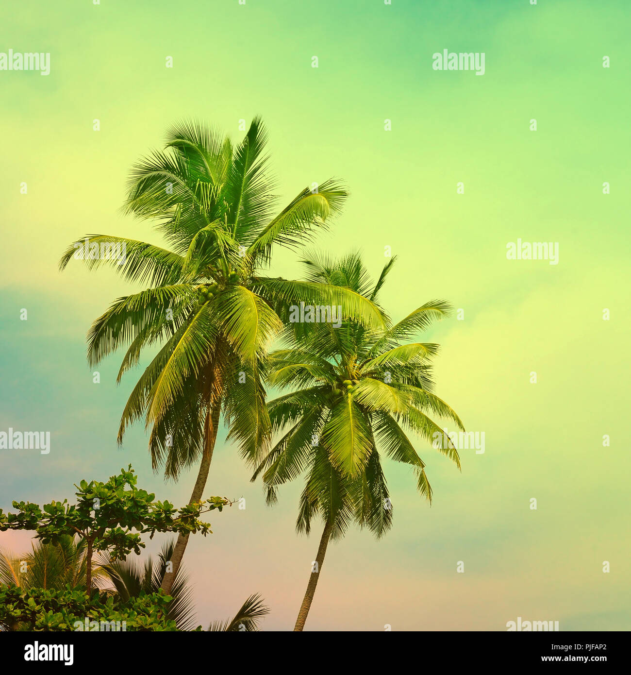 Toned tropical palm trees on sunny fantastic sky with abstract clouds. Effect of filter and toning. Stock Photo