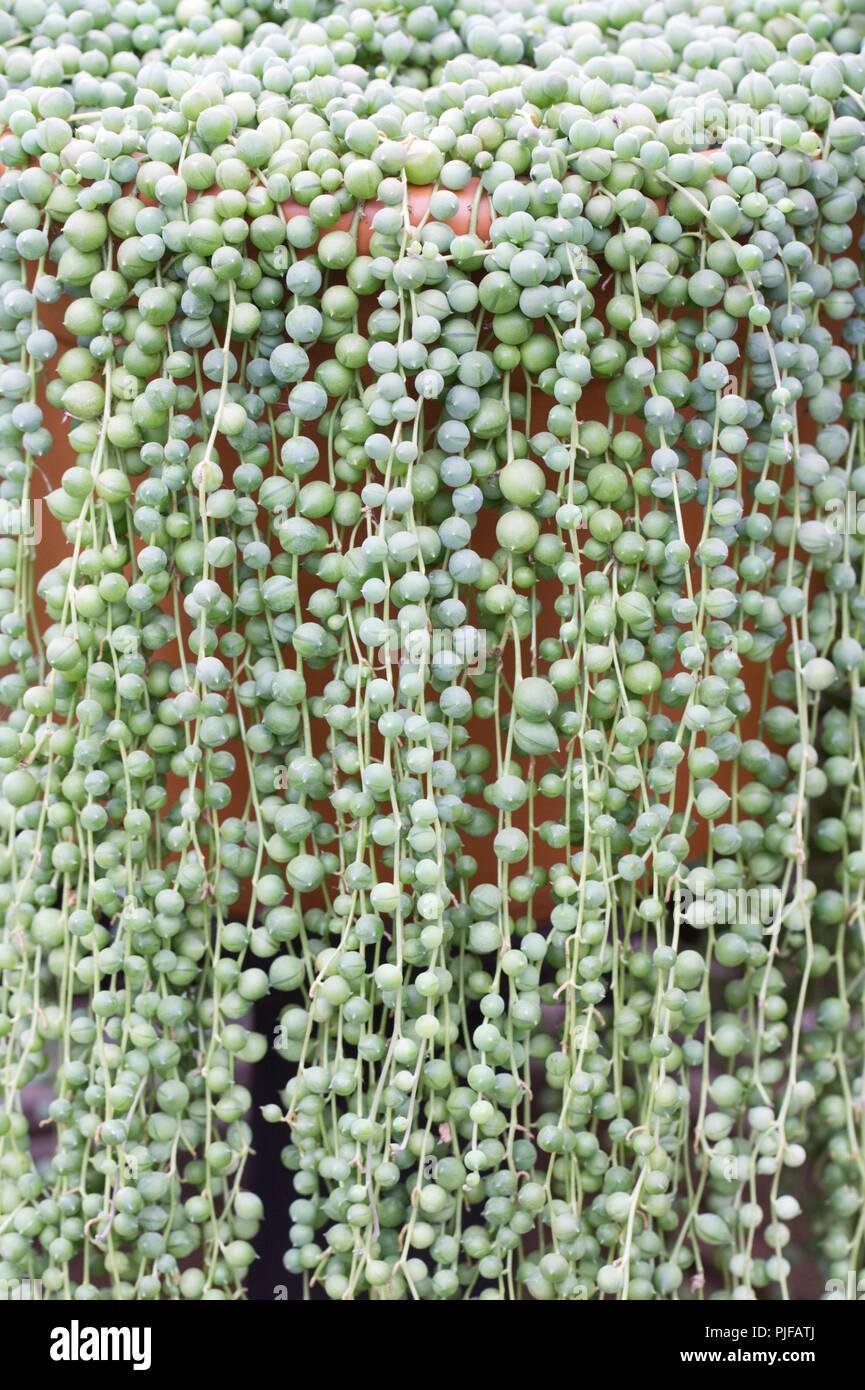 Senecio rowleyanus. String of Pearls. Stock Photo